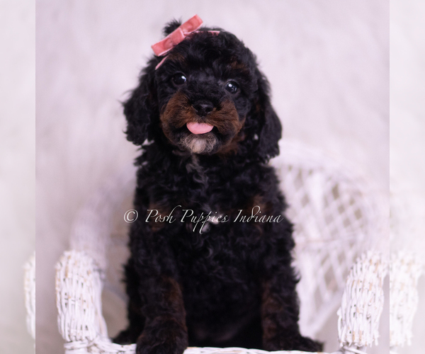 Medium Photo #5 Poodle (Miniature) Puppy For Sale in WARSAW, IN, USA
