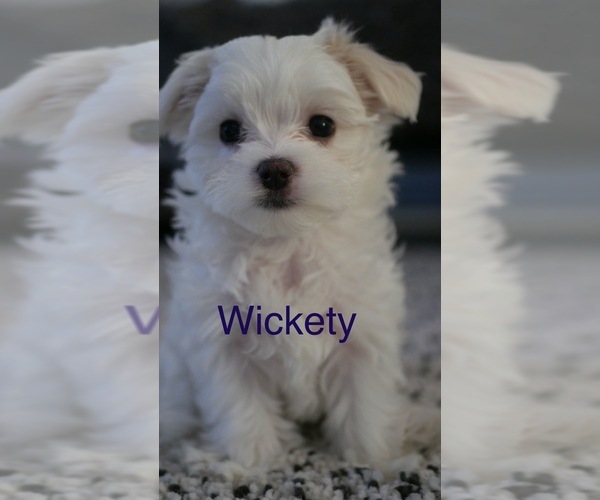 Medium Photo #5 Maltese Puppy For Sale in AURORA, IL, USA