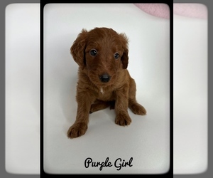 Goldendoodle (Miniature) Puppy for sale in ORANGE PARK, FL, USA