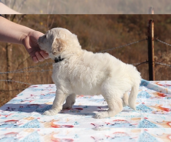 Medium Photo #9 Goldendoodle Puppy For Sale in UNION CITY, TN, USA