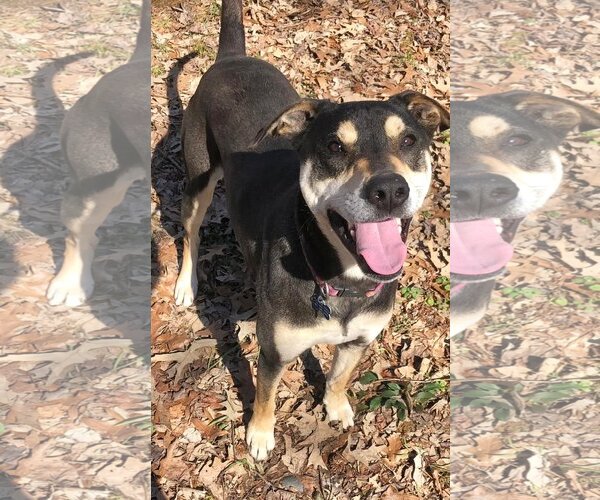 Medium Photo #14 Rottweiler-Unknown Mix Puppy For Sale in Munford, TN, USA