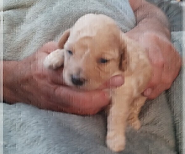 Medium Photo #12 Goldendoodle-Poodle (Miniature) Mix Puppy For Sale in NORTH LIBERTY, IN, USA