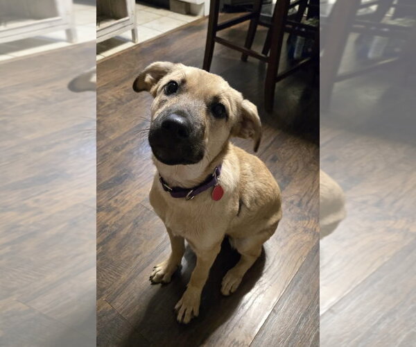 Medium Photo #1 Mutt Puppy For Sale in Royal Palm Beach, FL, USA