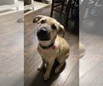 Small Mutt