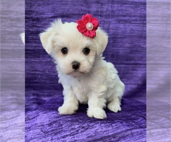 Medium Photo #11 Maltese Puppy For Sale in TAMPA, FL, USA