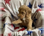 Small #2 Australian Labradoodle-Bernedoodle Mix