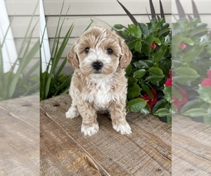Poochon Puppy for sale in PRINCETON, KY, USA