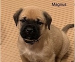 Puppy Magnus Mastiff