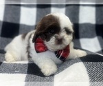 Small #9 ShihPoo