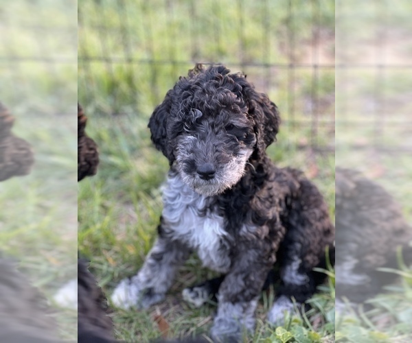 Medium Photo #1 Goldendoodle Puppy For Sale in SOMERSET, KY, USA