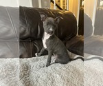 Small #3 Chihuahua Mix