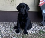 Puppy Jaz Labrador Retriever