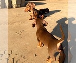Small Photo #11 Dachshund Puppy For Sale in SANTA CLARITA, CA, USA