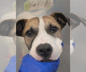 Mutt Dogs for adoption in Woodbury, NY, USA