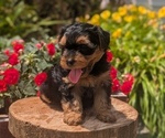 Small Photo #37 Yorkipoo Puppy For Sale in GOSHEN, IN, USA