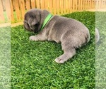 Small Photo #12 French Bulldog Puppy For Sale in POMPANO BEACH, FL, USA