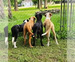 Small Photo #10 Mutt Puppy For Sale in Boonton, NJ, USA