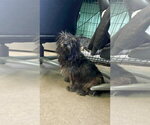 Small #1 Cairn Terrier Mix