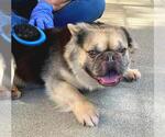 *STRIPE - Male French Bulldog Dog for Adoption - Small photo