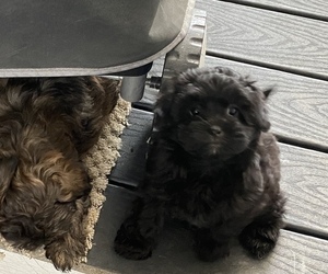 ShihPoo Puppy for sale in KETTLE FALLS, WA, USA