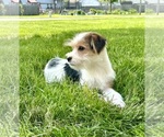 Small #4 Chorkie