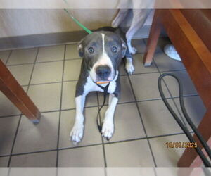 American Pit Bull Terrier Dogs for adoption in Ocala, FL, USA