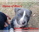 Small #7 American Pit Bull Terrier