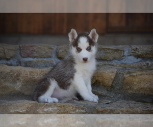 Siberian Husky Puppy for sale in SILEX, MO, USA