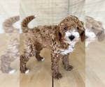 Puppy Orange collar Goldendoodle