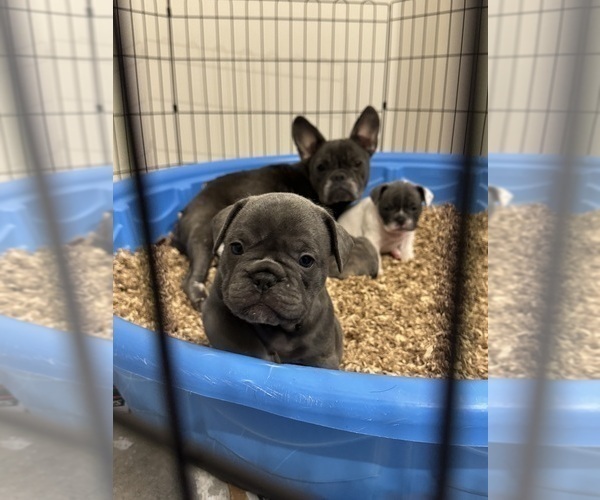 Medium Photo #6 French Bulldog Puppy For Sale in ROCKVILLE, MD, USA