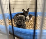 Small Photo #14 French Bulldog Puppy For Sale in ROCKVILLE, MD, USA