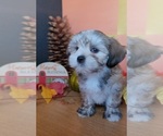 Small #5 Lhasa Apso