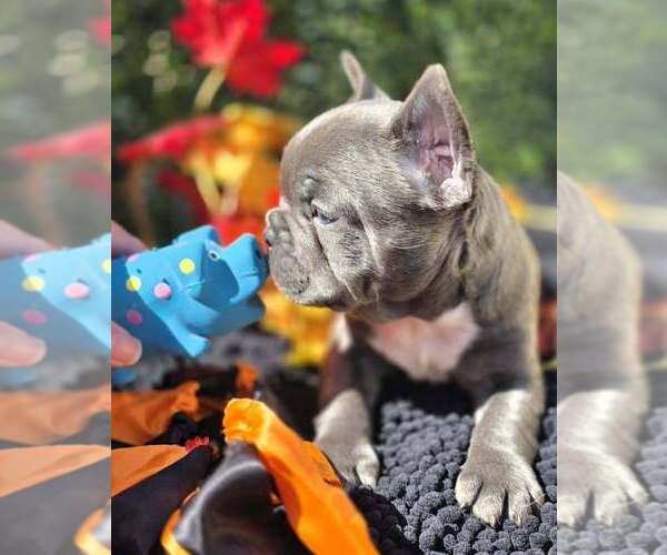 Medium Photo #3 French Bulldog Puppy For Sale in BOSTON, KY, USA
