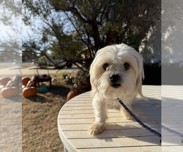 Medium Photo #2 Maltese-Unknown Mix Puppy For Sale in Grafton, WI, USA