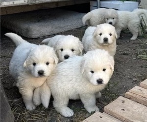 Great Pyrenees Puppy for Sale in LOCKPORT, Illinois USA