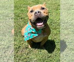 Small #2 American Staffordshire Terrier-Bulldog Mix