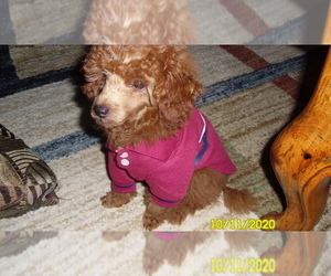 Poodle (Miniature) Puppy for sale in DULUTH, GA, USA