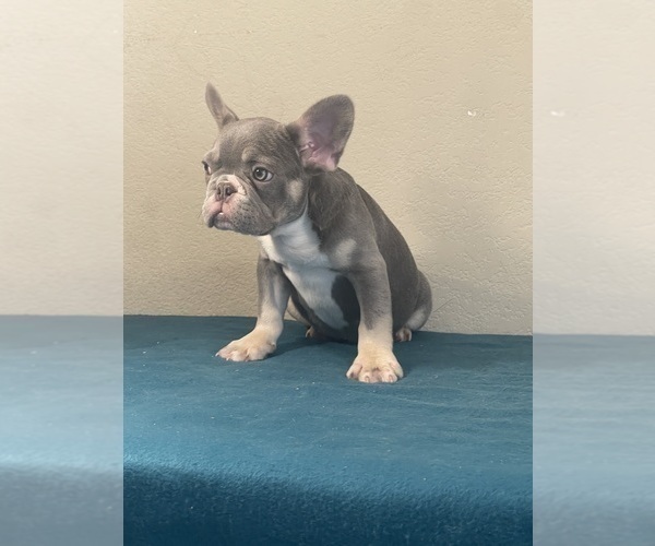 Medium Photo #14 French Bulldog Puppy For Sale in FORT LAUDERDALE, FL, USA