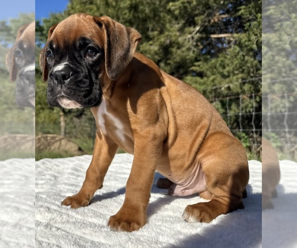 Medium Photo #13 Boxer Puppy For Sale in PAWNEE CITY, NE, USA