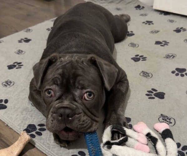 Medium Photo #3 French Bulldog Puppy For Sale in VALRICO, FL, USA