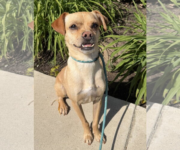 Medium Photo #3 Chihuahua-Unknown Mix Puppy For Sale in Newport Beach, CA, USA