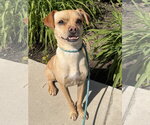 Small #2 Chihuahua Mix