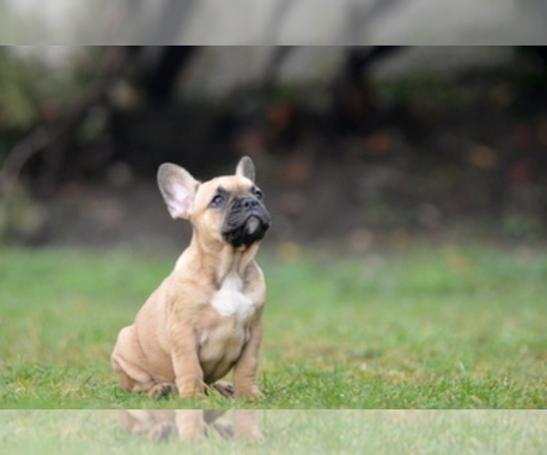 Medium Photo #20 French Bulldog Puppy For Sale in Kiskoros, Bacs-Kiskun, Hungary