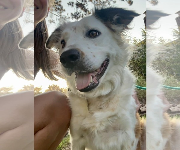 Medium Photo #2 Border Collie Puppy For Sale in Sandy, UT, USA