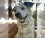 Small #1 Border Collie