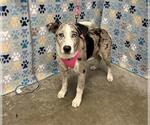 Small Collie Mix