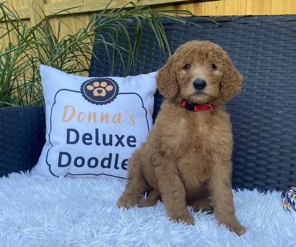 Medium Photo #1 Goldendoodle Puppy For Sale in DAVENPORT, FL, USA