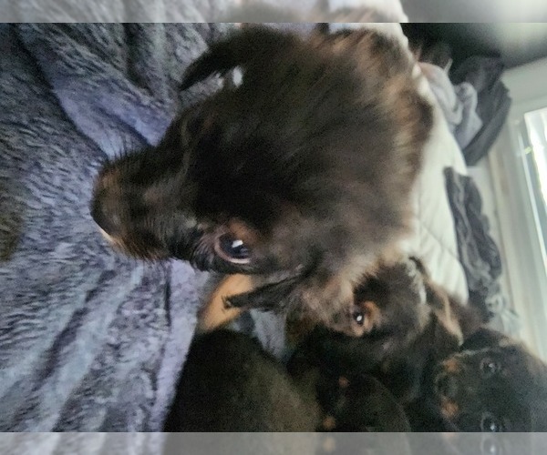 Medium Photo #4 Dachshund Puppy For Sale in DETROIT, MI, USA