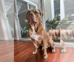 Small Photo #1 American Bully Puppy For Sale in ROHNERT PARK, CA, USA