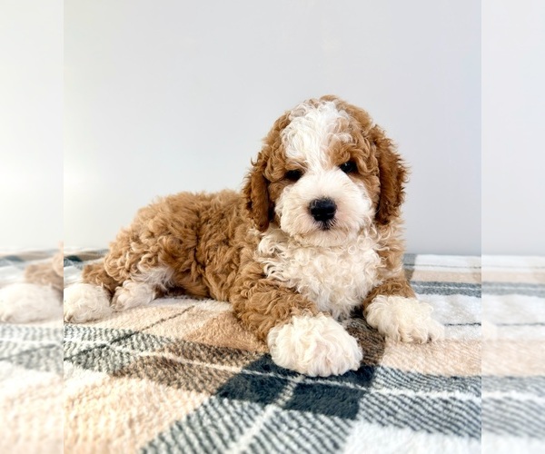 Medium Photo #2 Bernedoodle (Miniature) Puppy For Sale in GREENFIELD, IN, USA